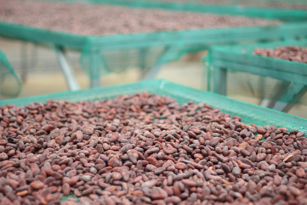 Bột cacao có quy trình sản xuất như sau: trái cacao chín, thu hoạch và tách lấy phần múi, loại bỏ lớp cơm trắng bao quanh, phơi lên, lên men, rang chín. Sau công đoạn rang chín, người ta sẽ lựa chọn những hạt cacao đủ điều kiện (kích thước, lên men...) để xay thành bột caccao - nguyên liệu chính cho chocolate.  