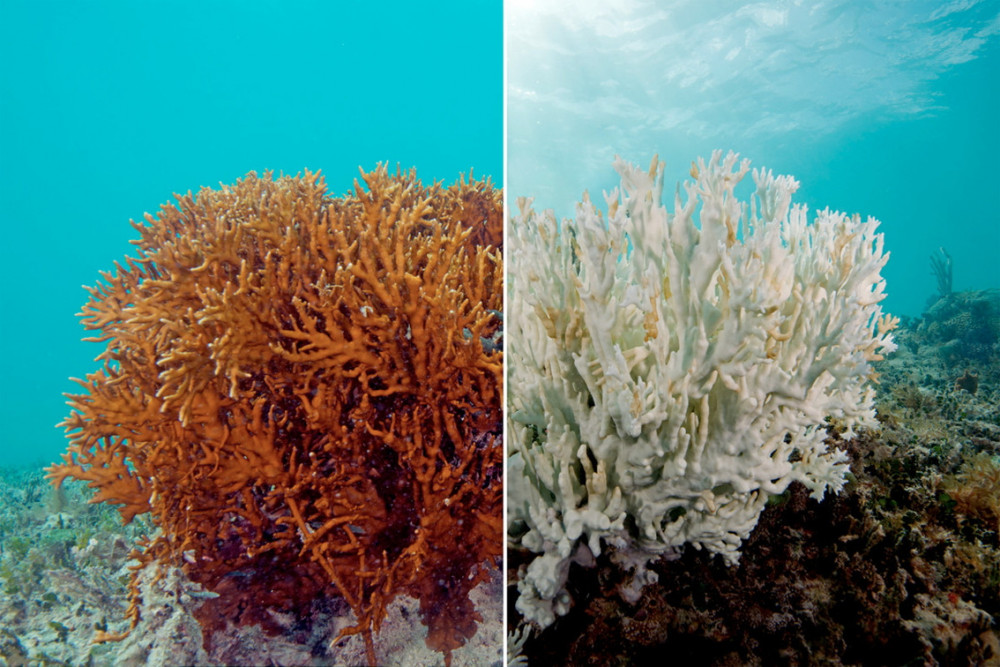 Một khóm san hô tại rạn san hô Great Barrier Reef (Úc) bị tẩy trắng khi nhiệt độ nước biển tăng vào năm 2016