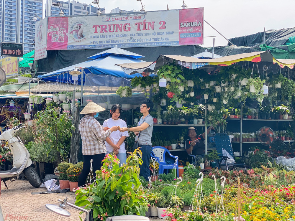 Ghi nhận trên các con đường kinh doanh hoa kiểng lớn của TPHCM như: Thành Thái (Q.10), Lê  Phạm Văn Đồng (Q. Bình Thạnh, TP. Thủ Đức - TPHCM)
