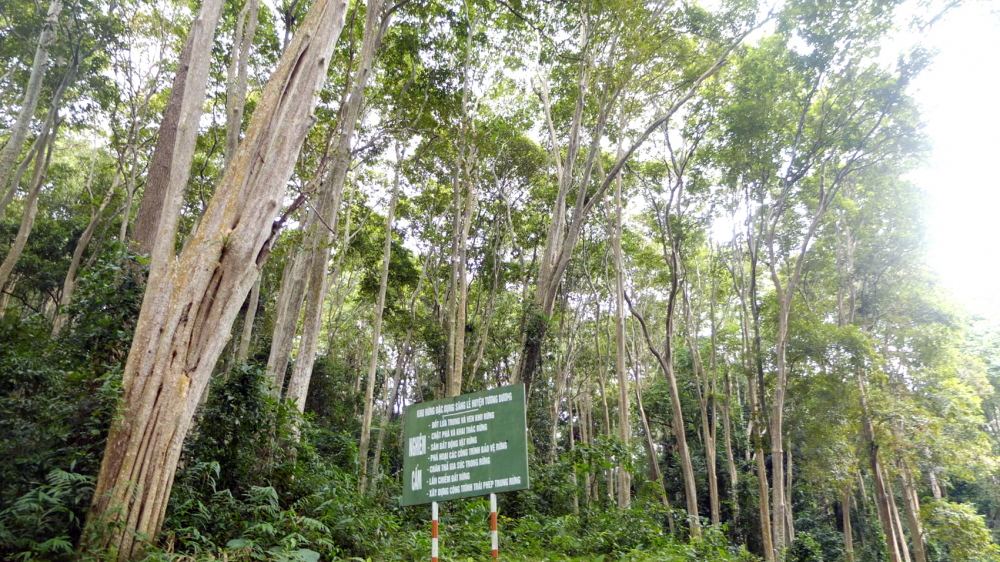 Cánh rừng săng lẻ nổi tiếng được cộng đồng cư dân xã Tam Đình, H.Tương Dương, tỉnh Nghệ An bảo vệ