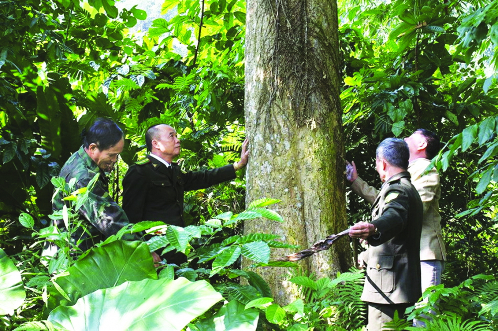 Chính sách Chi trả dịch vụ môi trường rừng đã góp phần nâng cao hiệu quả trong công tác bảo vệ rừng