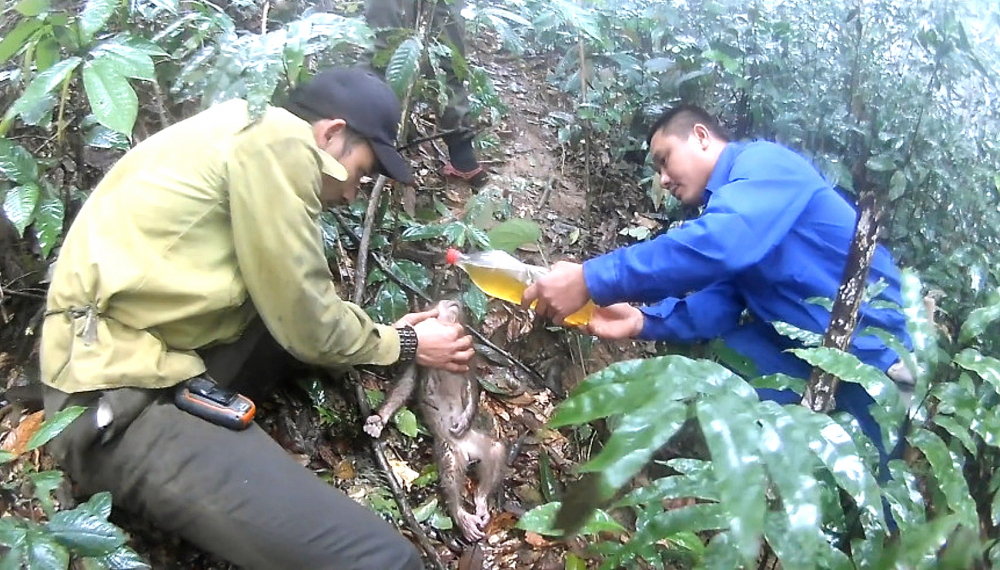 Nhóm “Bảo tồn cộng đồng” giải cứu một chú khỉ bị dính bẫy
