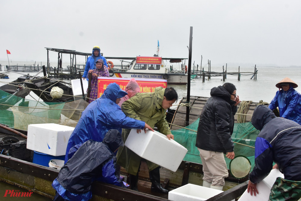Thả cá giống tái tạo nguồn lợi thủy sản trên phá Tam Giang
