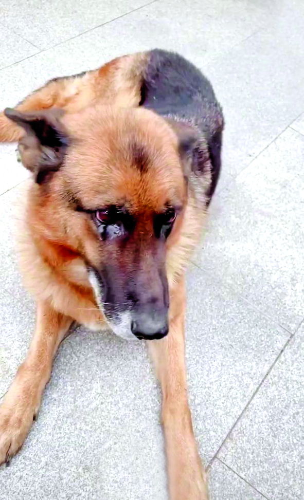 Chú chó Wangwang rơm rớm nước mắt khi gặp lại chủ cũ. Ảnh cắt từ video TikTok