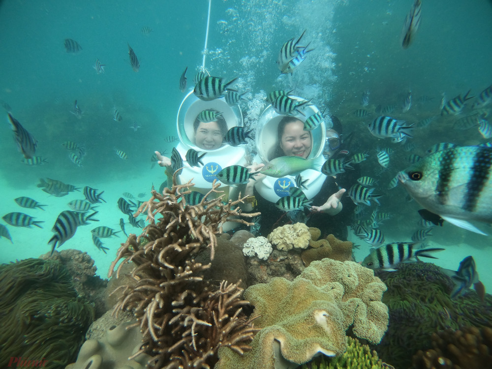 Khu cảnh bên dưới khu vực đáy biển, khách hàng trải nghiệm ngắm san hô.