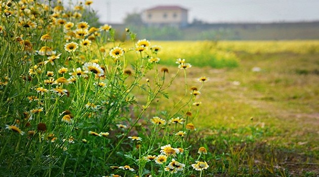 Hoa cải cúc đẹp đến nao lòng