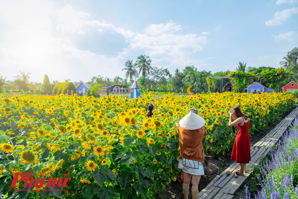 Những luống hoa hướng dương vươn mình đón cái nắng tươi nguyên tháng Chạp, thu hút nhiều du khách đến tham quan chụp ảnh Tết.