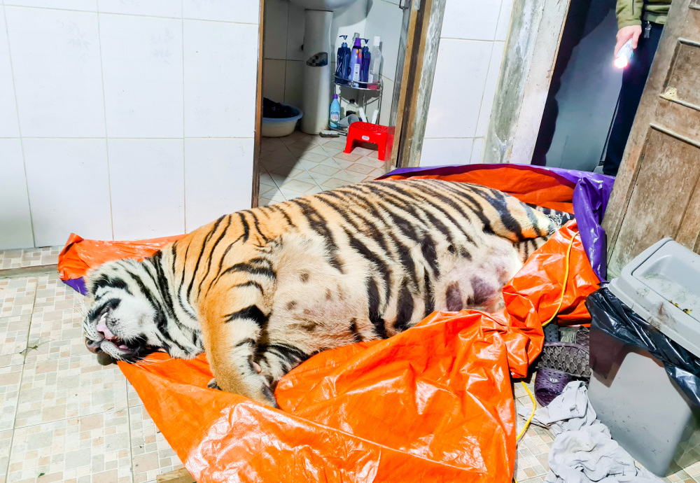 Con hổ nặng 250kg được phát hiện trong khu vực nhà vệ sinh