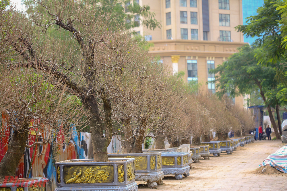 Dù chỉ còn chưa đầy 1 tháng nữa là đến Tết nhưng nhiều cây đào cổ thụ vẫn chưa tìm được người thuê.