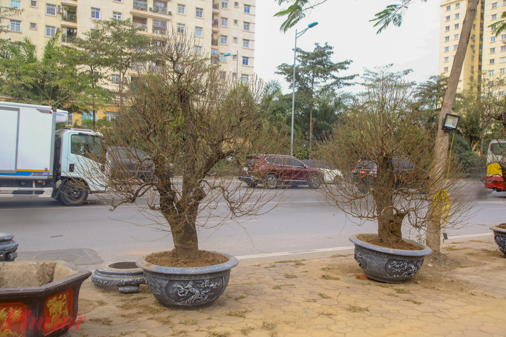 Giống như mọi năm, từ giữa tháng 11 Âm lịch, phương tiện qua lại trên các con phố Lạc Long Quân, Võ Chí Công (Hà Nội) lại được một phen trầm trồ bởi những gốc đào khủng bày bán trên vỉa hè.