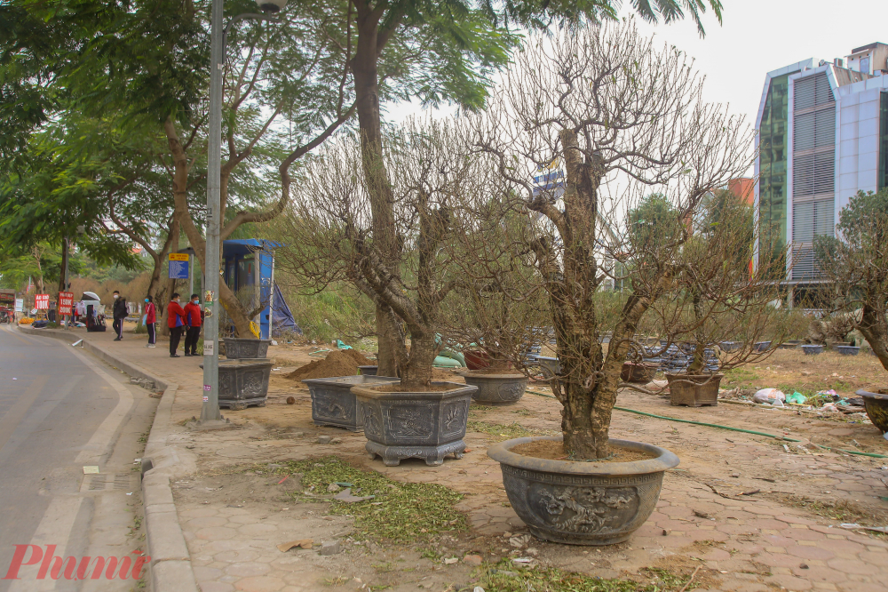 Có những gốc đào đã được trồng 30-40 năm, với giá lên tới 100 triệu/gốc cũng được các chủ vườn đánh ra chậu để trưng bày, phục vụ cho việc thuê cây chơi Tết.