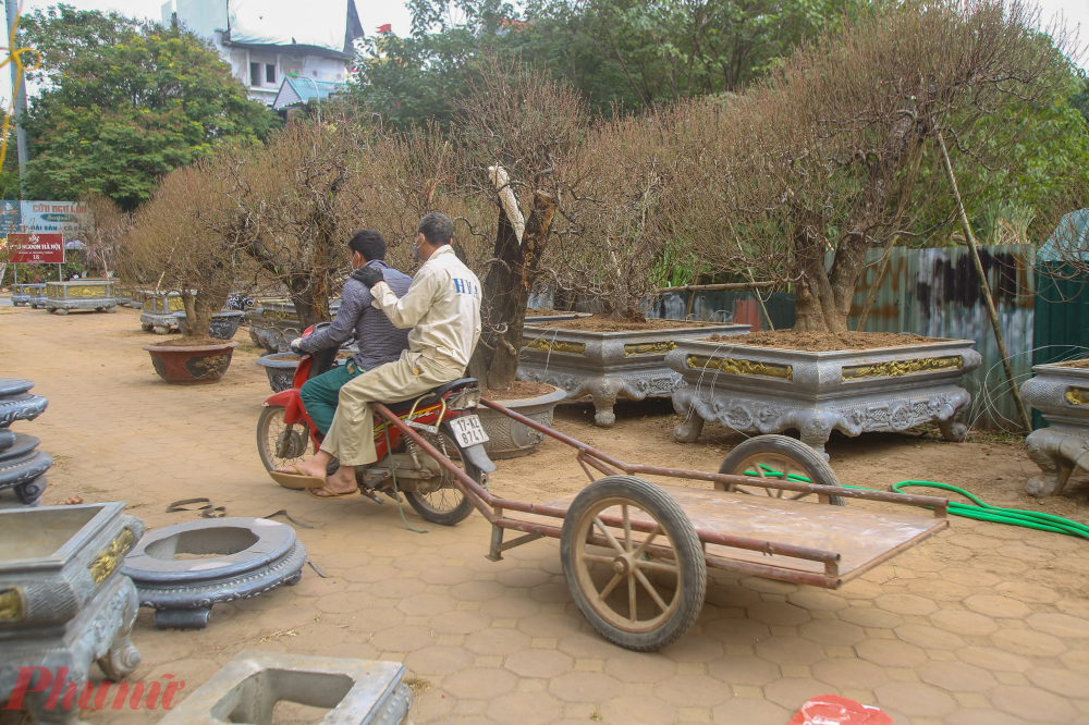 Những gốc đào cổ thụ hàng khủng này thường cao hơn 3m, phù hợp cho cơ quan, sảnh tòa nhà hay biệt thự có sân vườn rộng trưng bày để chơi Tết. Những năm trước dịch vụ thuê cây rất hút khách vì rẻ hơn mua đứt và cũng không mất công chăm sóc cây.