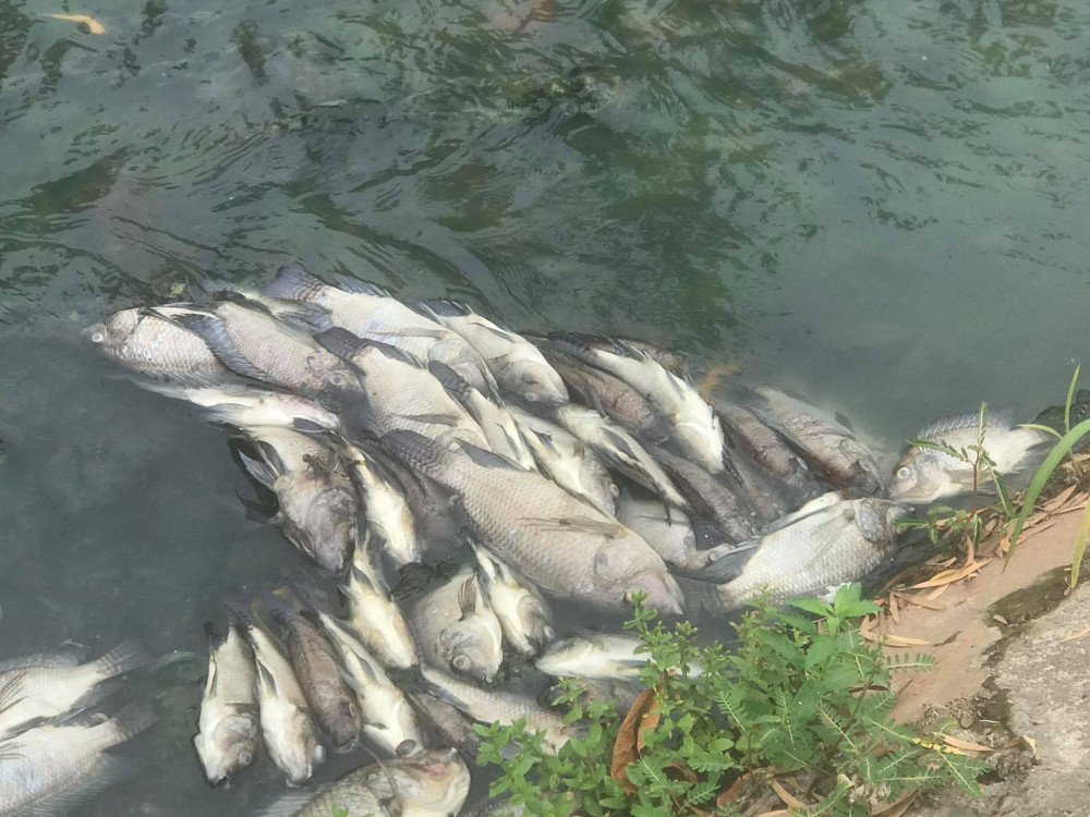 Nhiều con cá rô phi rất to cũng bị chết, nổi trên kênh