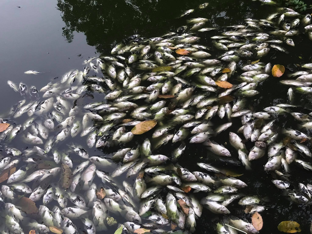 Cá chết nổi trong hồ ở công viên nước Thanh Lễ