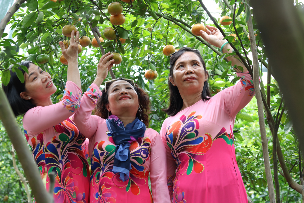 Cán bộ, hội viên phụ nữ phường Linh Đông dạo chơi vườn quýt hồng. 