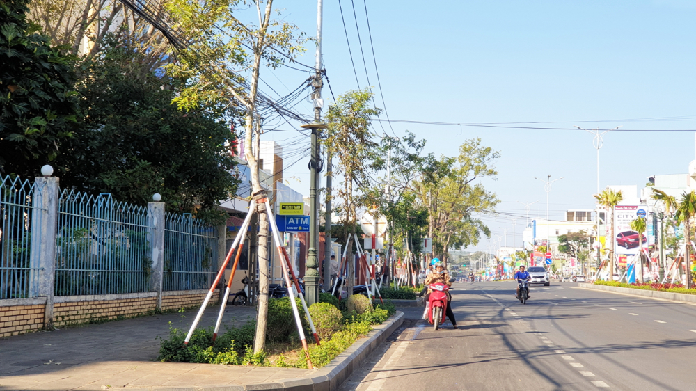 Hàng cây được trồng trên tuyến đường Hai Bà Trưng, TP.Pleiku, tỉnh Gia Lai là dạng cây di thực (bứng từ nơi khác đến) 