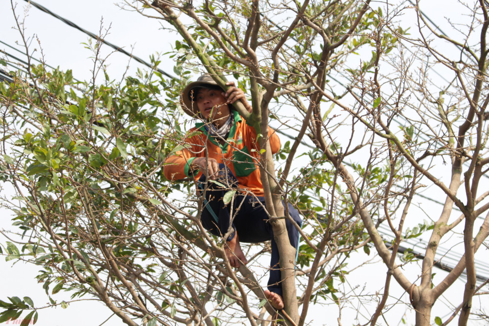 Nhiều thanh niên phải trèo lên những cây mai cao hơn 2m để lặt lá. - Ảnh: Lâm Ngọc