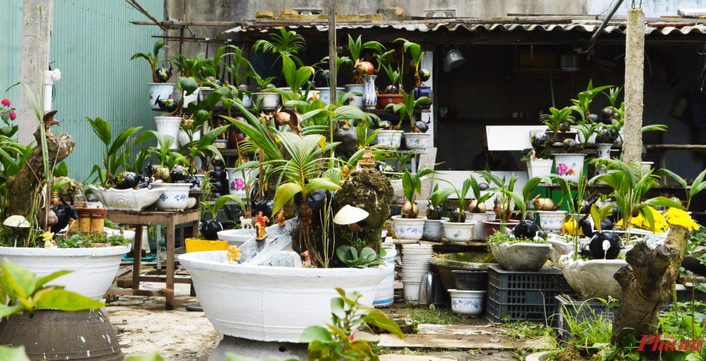 Tết này, anh Lành sẽ bày bán hơn 100 chậu bonsai dừa hình trâu tại hội chợ xuân