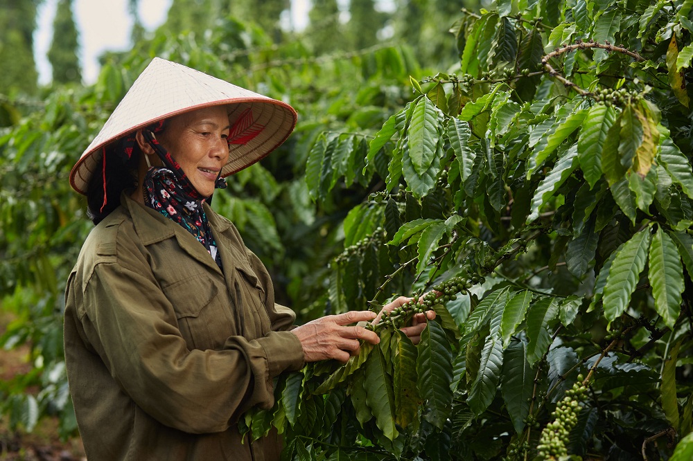 Tỷ lệ nữ trưởng nhóm nông dân đến nay đạt 30% trên tổng số trưởng nhóm tham gia dự án Nescafé Plan. Ảnh: Nestlé cung cấp