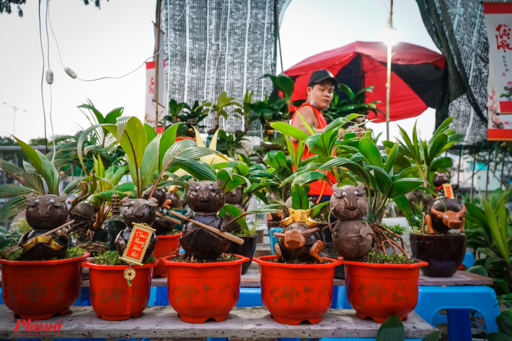Bonsai dừa, được tạo hình trong khoảng thời gian từ 8 tháng đến 2 năm, có giá từ 800.000 đồng đến vài triệu đồng.