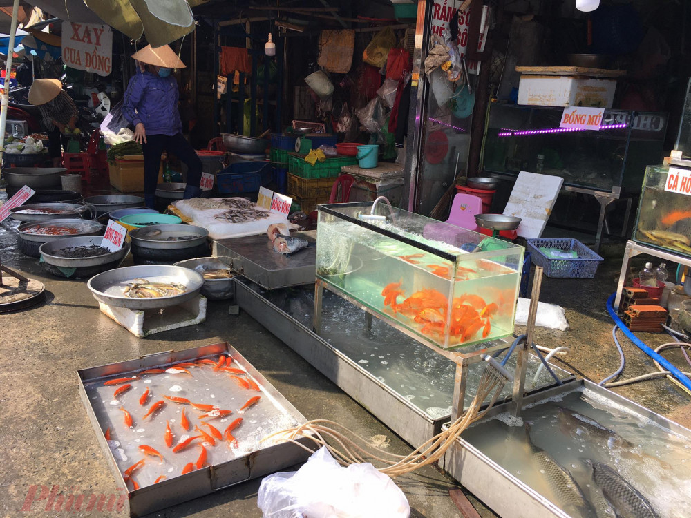 Chị Thoa – Chuyên bán cá ở chợ Căn cứ 26A cho biết, nguồn sỉ cá chép từ chợ đầu mối Bình Điền nhập vào rất cao, khoảng 330.000 đồng/kg rất khó bán. Chị có mối sỉ quen năm nào cũng lấy cá chép bán nên giá cá chép to khoảng 240.000 – 250.000 đồng/kg, bán chạy hàng. Ngoài cá chép hồng có màu cam sặc sỡ, đẹp mắt, một số nơi bán cá chép màu hồng nhạt, giá rẻ hơn khoảng 10.000 – 20.000 đồng/3 con nhưng khách không chuộng, bán chậm. Một số điểm bán cá chép theo thời vụ cho biết giá cá chép nhập vào tăng nên họ bán tăng, ba con cá chép cùng kích cỡ giá 100.000 – 120.000 đồng, trong khi cùng kỳ năm ngoái giá chỉ 70.000 – 90.000 đồng/3 con.