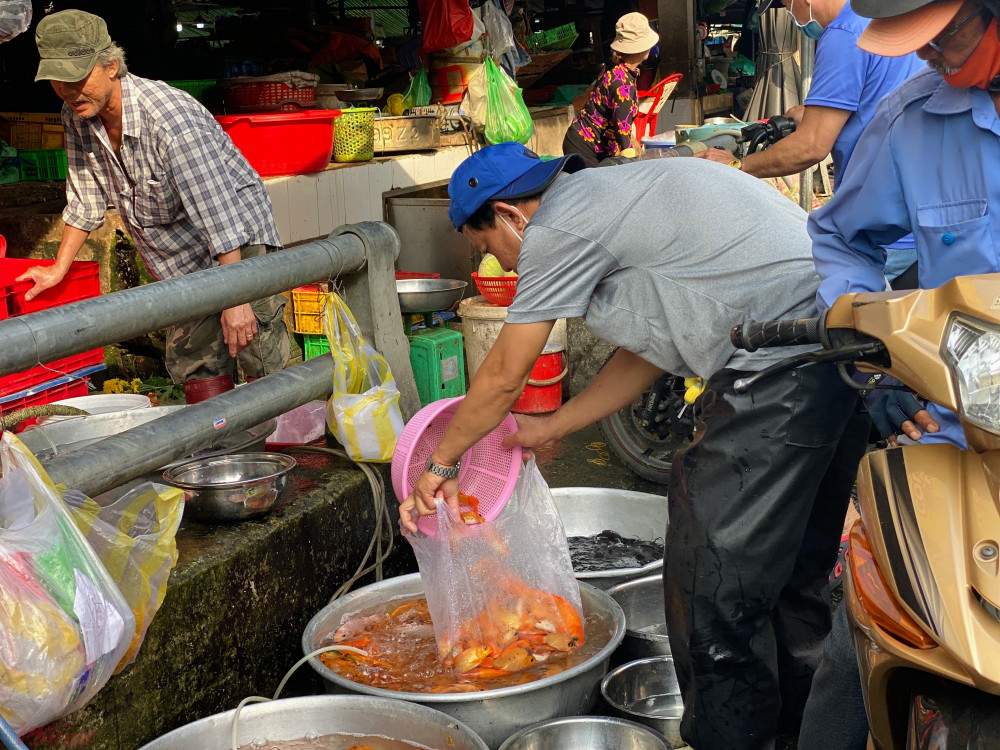 Trong sáng ngày 4/2, tại các chợ truyền thống trên địa bàn TPHCM, các điểm bán cá chép đã nhộn nhịp hơn so với chiều ngày 3/2. Nhưng nhìn chung, lượng khách mua cá chép vẫn ít. 