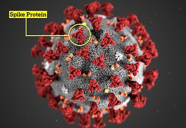 Các nhà khoa học cho biết có thể một người nào đó bị nhiễm hai chủng virus cùng lúc. Đây là Covid-19 và các protein đột biến mà nó sử dụng để xâm nhập tế bào. Ảnh MailOnline.