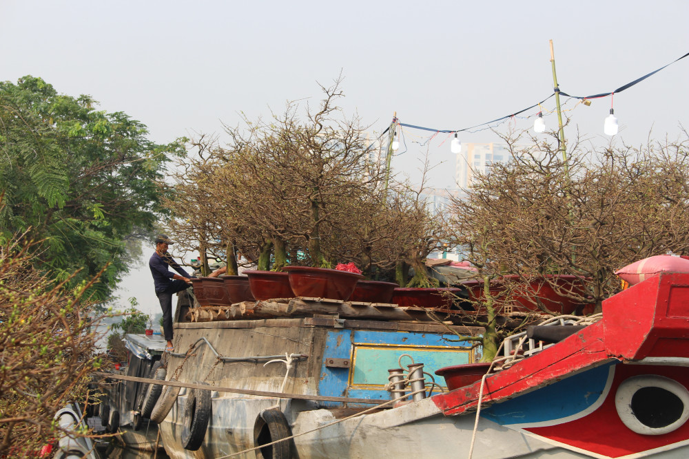Những chiếc thuyền chở đầy hoa mai cập bến Bình Đông - Ảnh: Lâm Ngọc