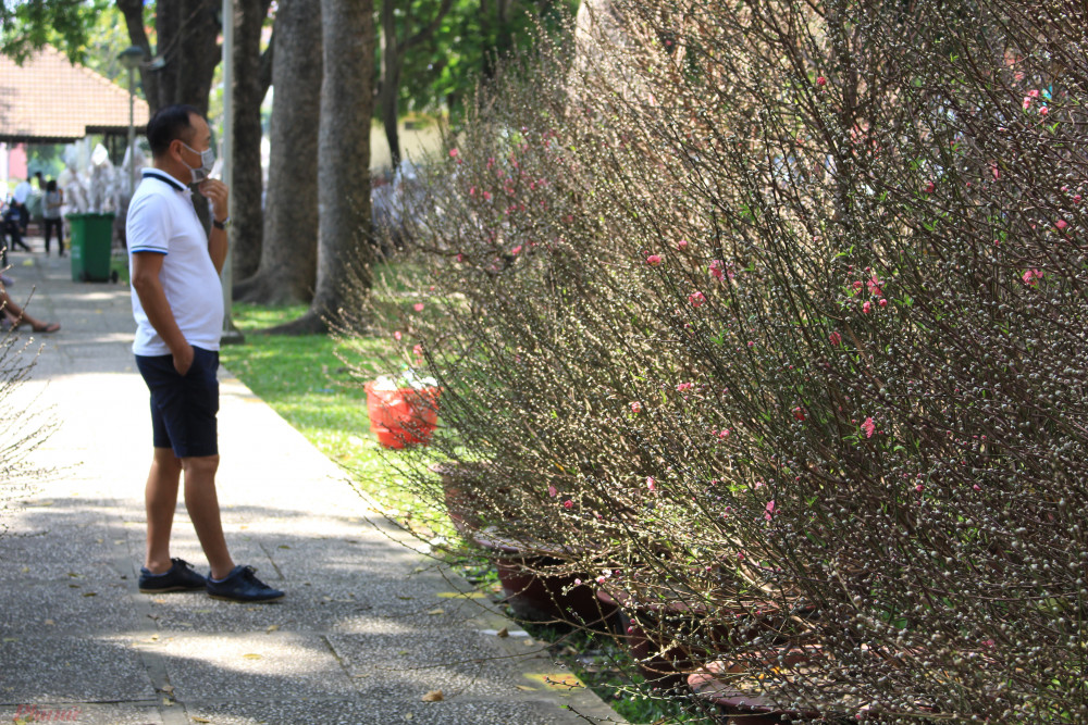 Một vị khách chăm chú quan sát một gốc đào cổ thụ chi chít hoa - Ảnh: Lâm Ngọc