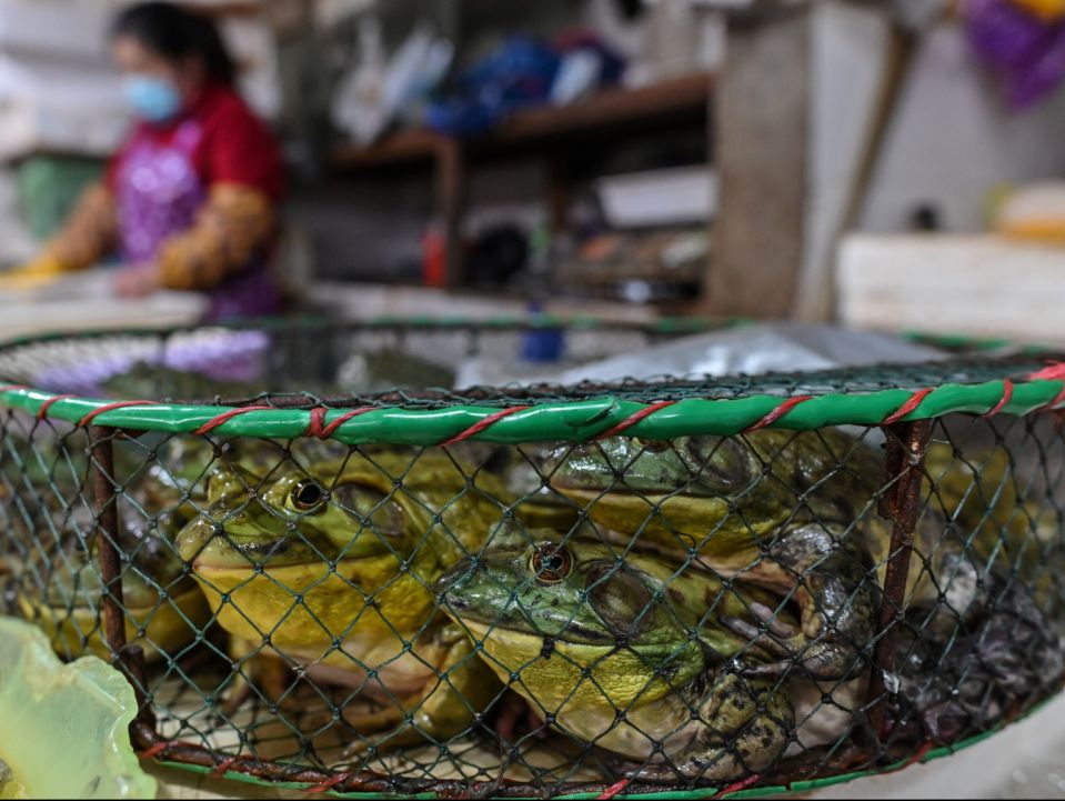 Rắn và cóc vẫn được cho phép mua bán trên thị trường Trung Quốc với điều kiện không được làm thịt chúng để chế biến thức ăn phục vụ con người - Ảnh: AFP/Getty Images