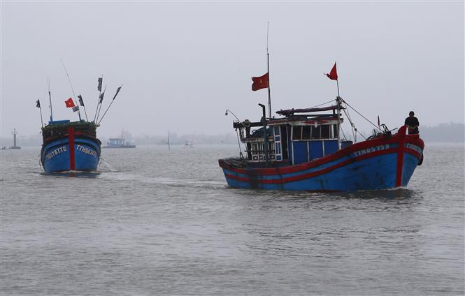 Tàu cá ra khơi câu cá ngừ đại dương mùa tết - Ảnh minh họa, nguồn: TTXVN