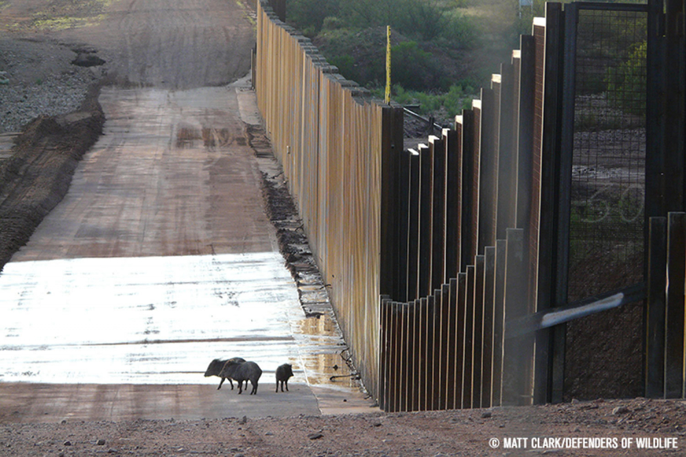 Một vấn đề khác đối với bức tường biên giới ở Mỹ là nó góp phần tàn phá cuộc sống của động vật hoang dã - Ảnh: Getty Images