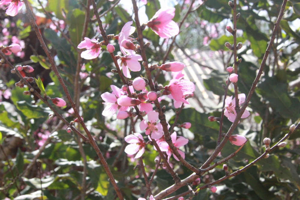 Mỗi bông hoa mai thường có 5 cánh, có màu hồng nhạt. Theo già Pơ loong Dinh, hoa nở sớm nhưng lâu tàn do không khí lạnh ở đây là khá tương thích so với khi ở rừng