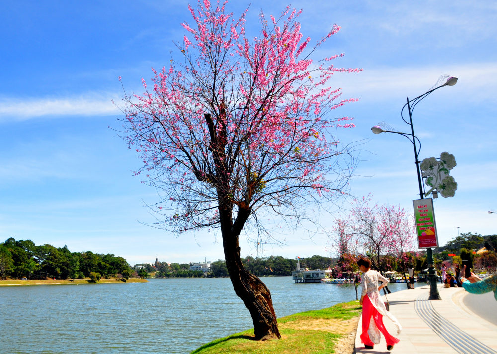 Những gốc mai tại bờ Hồ Xuân Hương có thân hình xù xì nhưng phía trên hoa nở rực khiến du khách, người dân thích thú.