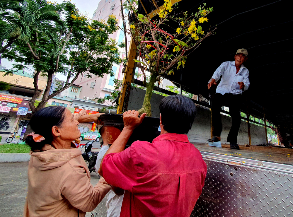 Đã 11 năm nay bà Phước gắn bó với các khu chợ hoa tết TP HCM. Biết là năm nay sẽ buôn bán khó khăn vì dịch bệnh, nhưng không chở mai đi thì nhớ lắm. Thôi kệ, giờ sắp xếp về với gia đình đón năm mới, hy vọng năm sau khả quan hơn, nữ chủ vườn vừa phụ giúp đưa hoa lên xe vừa nói.