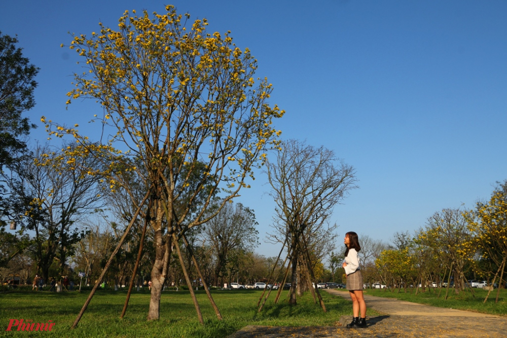 Tuy nhiên những cây hoàng mai lớn và đẹp bậc nhất ở Huế hiện tại phải kể đến vườn mai đặc trưng trước Kinh thành Huế