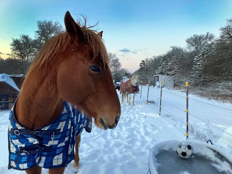Những con ngựa ở hạt Bastop, gần Austin, Texas được mặc áo ấm. Chúng chờ nắng lên để những máng nước đã bị đóng băng sẽ tan ra.
