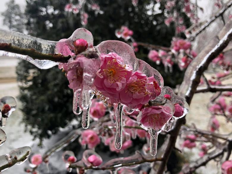Hoa anh đào bị đóng băng ở Chester, Virginia hôm 14/2 vì thời tiết quá lạnh giá.