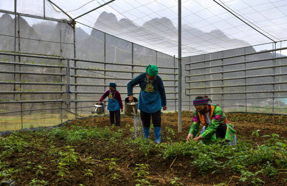 Phụ nữ thị trấn Đồng Văn canh tác trồng rau vừa đảm bảo kinh tế và nâng cao thu nhập cho gia đình.