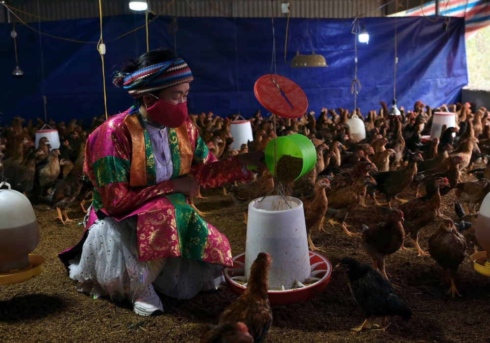 Trang trại nuôi gà làm kinh tế hộ gia đình.