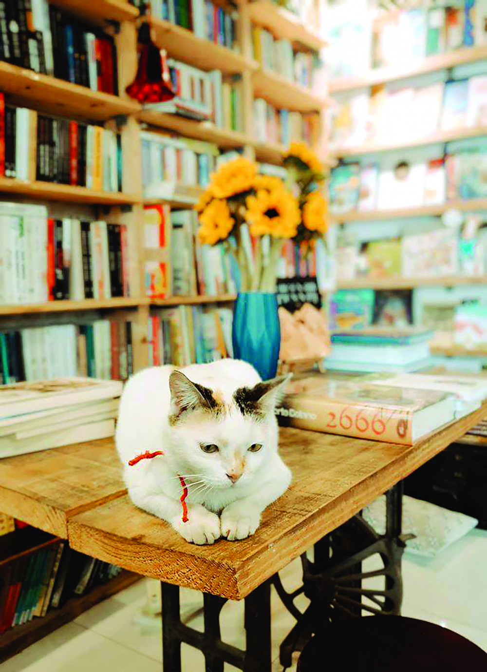 Ở Kafka Bookstore có những chú mèo gây thương nhớ cho khách hàng