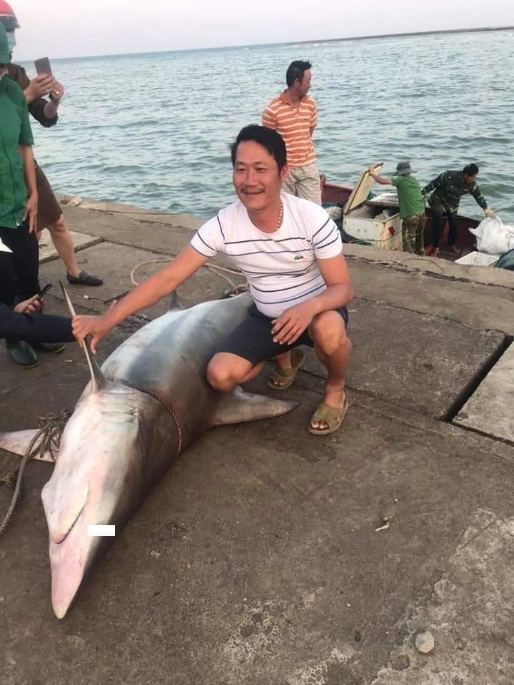 Con cá mập nặng 147kg 