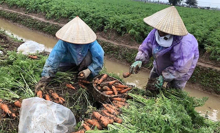Thị trường xuất khẩu cà rốt được mở lại, bà con Hải Dương đã vơi bớt nỗi lo tiêu thụ nông sản