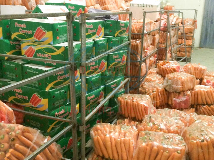 Hải Dương đang còn khoảng 5.000 tấn cà rốt đang được bảo quản trong kho lạnh chờ xuất khẩu
