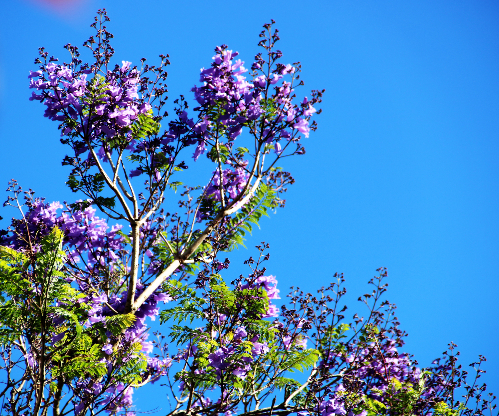 Phượng tím có tên khoa học là Jacaranda acutifolia, có nguồn gốc từ Nam Mỹ, khởi đầu trồng ở Đà Lạt. Hiện nay một vài tỉnh thành có trồng như Nha Trang có một cây ở Đại học Nha Trang, nhưng không trồng đại trà trên phố.  Vào năm 1962 kỹ sư Lương Văn Sáu (sinh năm 1942, quê quán Tịnh Biên, Châu Đốc, An Giang, tốt nghiệp trường Canh nông Versailles, Pháp) đã du nhập cây phượng tím bắt đầu trồng ở Đà Lạt. Kỹ sư Lương Văn Sáu từng là hội viên Hội Hoa hồng nước Pháp, là một trong những người đầu tiên thiết lập nên Vườn hoa Đà Lạt.