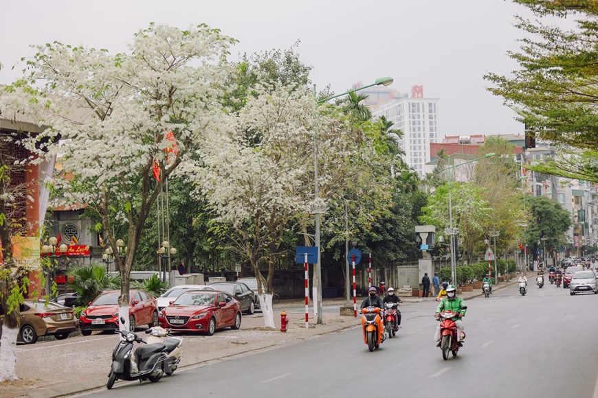 Mùa hoa sưa ở Hà Nội thường bắt đầu từ cuối tháng Hai. Sắc trắng tinh khiết khó lẫn mang lại vẻ đẹp rất riêng cho hoa sưa, làm say đắm mỗi người khi nhớ về Hà Nội.