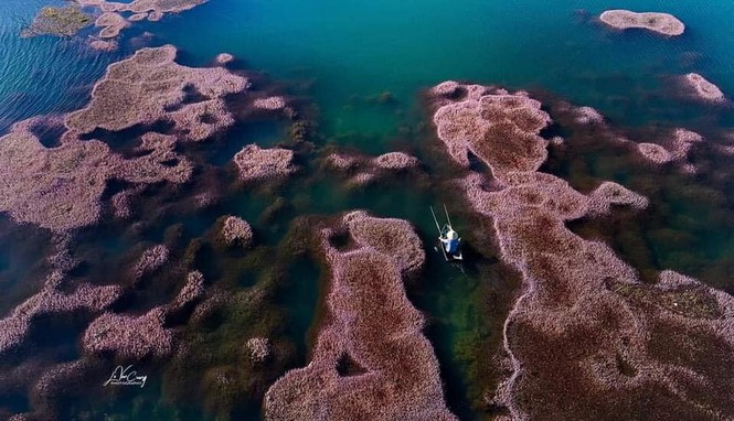 Hồ tảo hồng là một hiện tượng thiên nhiên kỳ thú và hiếm hoi. Trên thế giới, Đây là một hiện tượng vô cùng hiếm gặp. Trên thế giới hiện nay cũng chỉ có hồ nhân tạo trong công viên Westgate (Úc) tương tự như Việt Nam có loại tảo độc đáo này. Thế là không cần phải tới nước Úc xa xôi mà ngay ở Việt Nam chúng ta vẫn có được những bức ảnh với background lung linh. 
