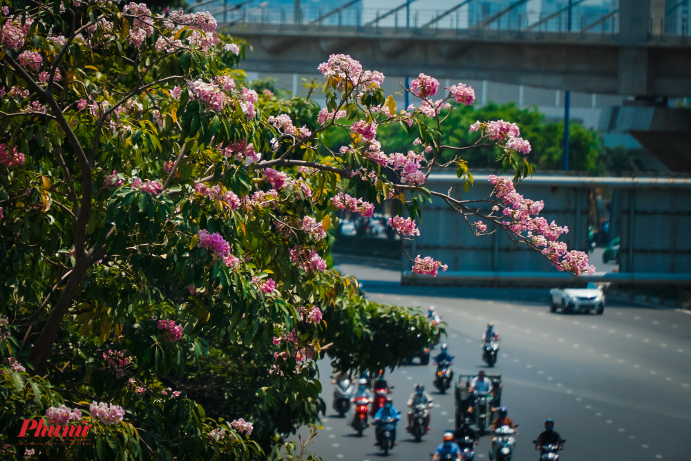 Do thời tiết nắng nóng kéo dài, hoa kèn hống đã nở sớm hơn mọi năm