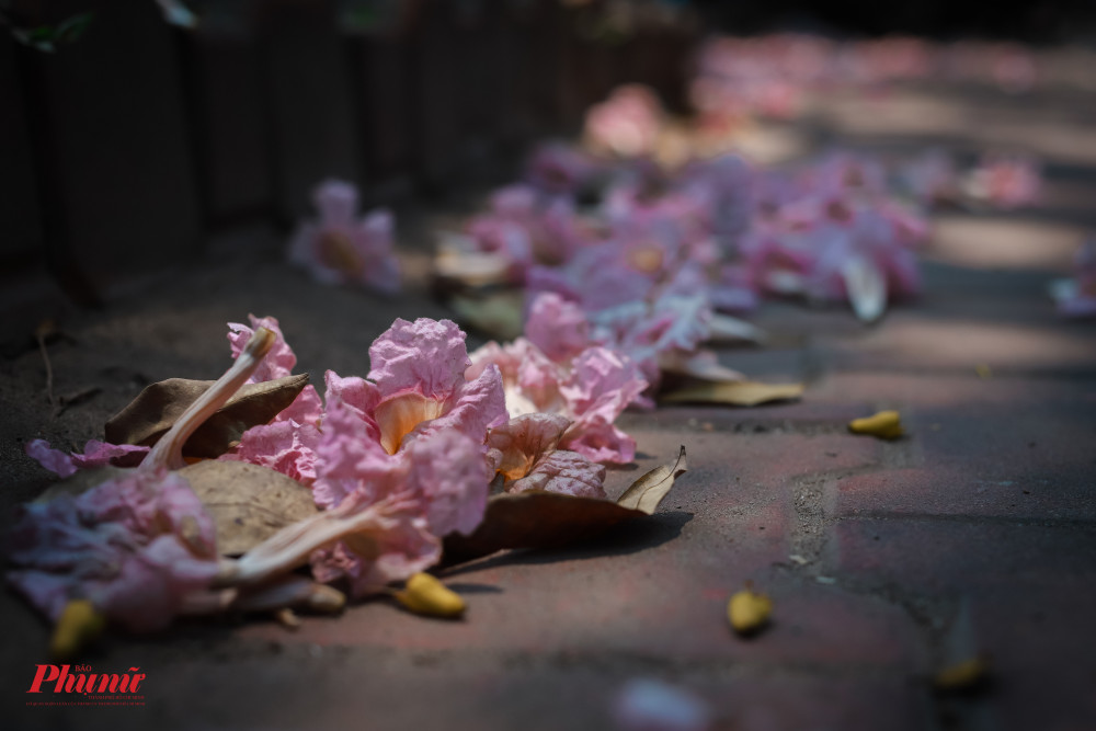 Tuy đẹp và lãng mạng, nhưng hoa kèn hồng rụng rất nhiều khiến công tác quét dọn gặp nhiều khó khăn