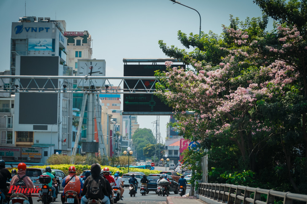 Hoa kèn hồng thường nở rộ vào tháng 4 đến tháng 6 hằng năm